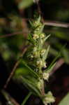 Annual marsh elder